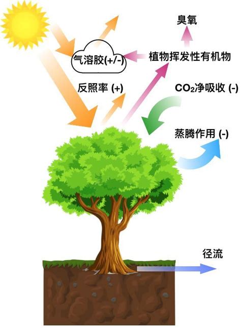 樹的作用|树木（植物概念）